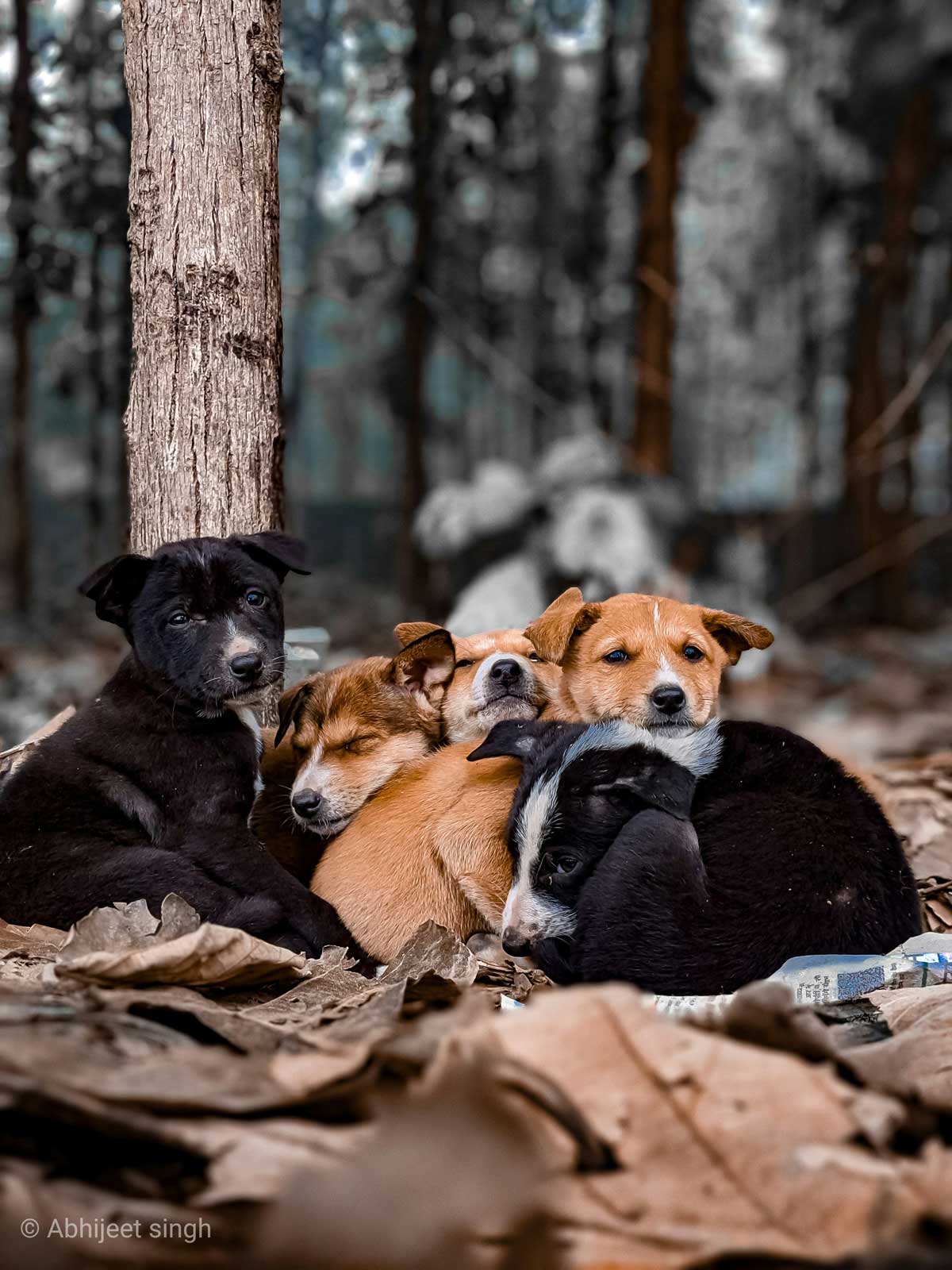 Hund im Grünen