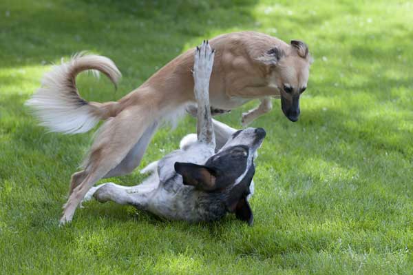 Spielende Hunde